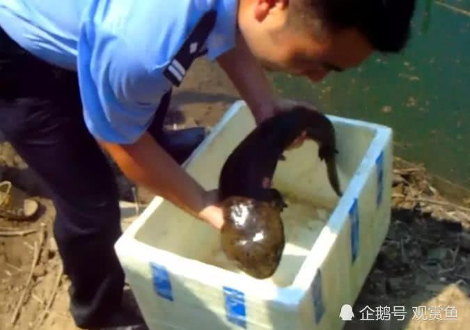 The cute baby fish bites people, but shows no mercy.