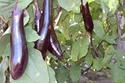 High-yield cultivation techniques of eggplant in early spring in open field