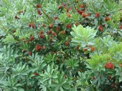 Dwarfing cultivation techniques of Myrica rubra