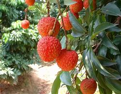 Key points of Management of Litchi Longan fruiting trees