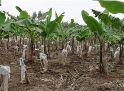 Banana ploughing and weeding