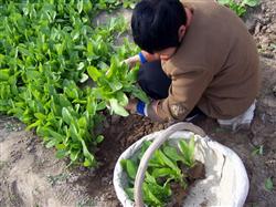 Efficient multiple cropping of winter lettuce and early spring pepper in greenhouse