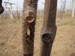 Key points of control of kiwifruit canker in autumn