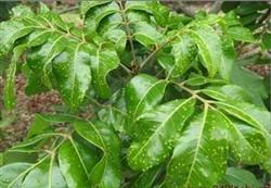 Control methods of longan gall mite