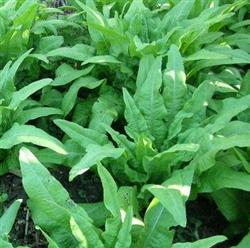 Application technique of topdressing for lettuce