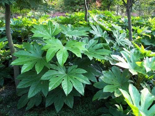 Branch leaf pattern multi-star anise gold plate how to plant courtyard fertilization and watering skills?