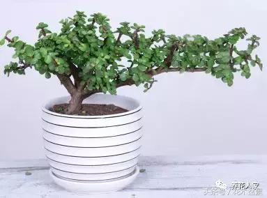 I don't know what to grow? Recommend 20 kinds of bonsai plants that are naturally easy to raise.