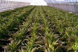 Efficient multiple cropping of lettuce, muskmelon and garlic in greenhouse