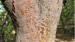 Pear tree rot and its control