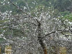 Management technology of plum tree flower and fruit