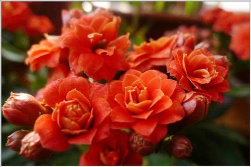 Presbyopia farmers use a jin of bananas to blow up the longevity flowers in pots and bloom for a long time, and all the neighbors are rushing to see them.