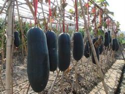 Cultivation techniques of black wax gourd in Guangdong