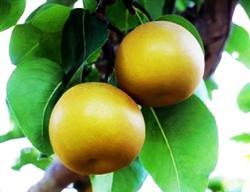 Pre-harvest management of precocious honey pear