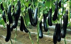 The technique of grafted eggplant with multiple buds