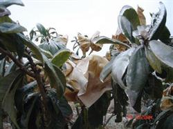 Cultivation Techniques of Loquat for Freezing Resistance