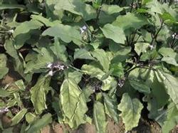 Key points of eggplant cultivation techniques