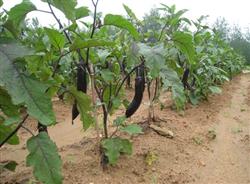 Technology of picking and scion with multiple buds of eggplant in protected field