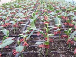 Pollution-free and efficient cultivation techniques of balsam pear in greenhouse