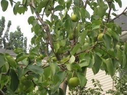 The first hurdle of pear tree management