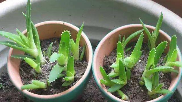 The lateral buds of aloe were broken off and changed into several plants in a second in the soil.