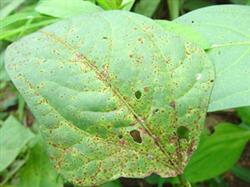 How to control bean disease?