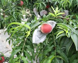 Peach bagging has new technology.