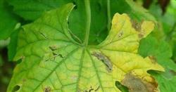 Seize the time to control eggplant, melon and balsam pear diseases