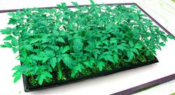 Pay attention to temperature and Light Control Technology of Tomato in Winter