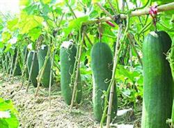 Six key points for preservation of wax gourd in kiln