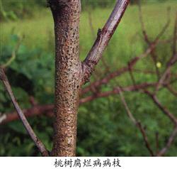 Efficient Management of Peach trees to promote High yield