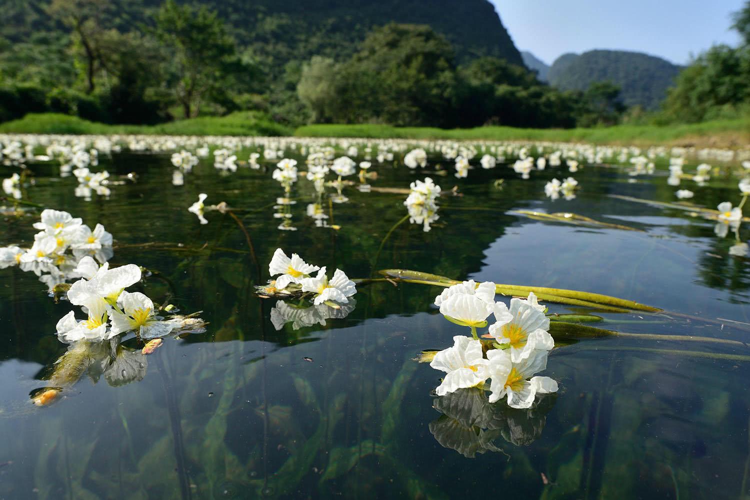 One of the most precious wild vegetables in the south grows only in living springs, commonly known as water-based poplars.