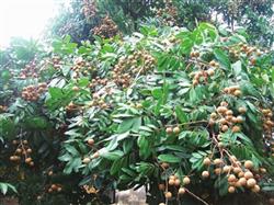 Problems and Countermeasures of out-of-season Longan cultivation