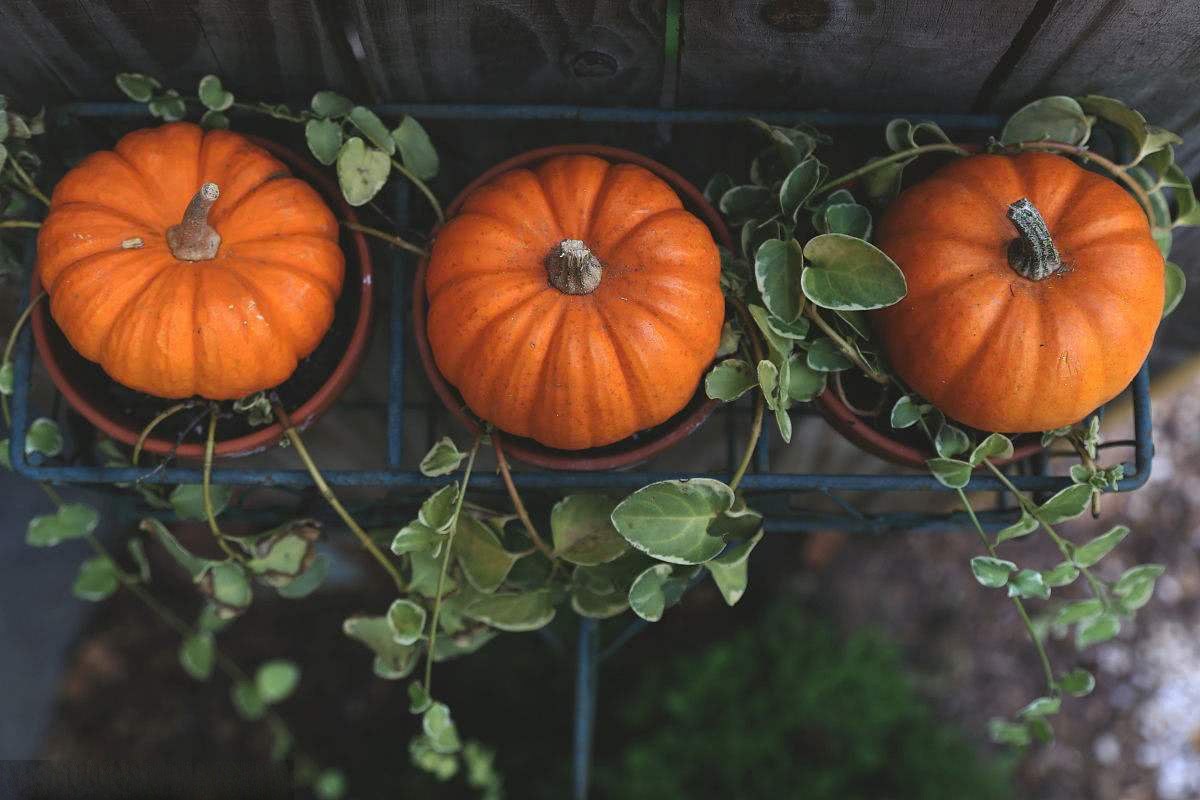 You can plant vegetables on the balcony to cook and pick a little delicacy.