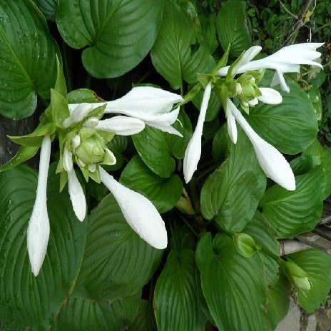 Did the green apple blossom? This plant looks like a green pineapple with beautiful flowers. Potted plants are very easy to raise.