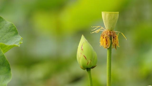 The lotus flower does not sprout? A cut doesn't take a week for a bud to pop up.