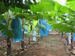 What is banana out-of-season cultivation?