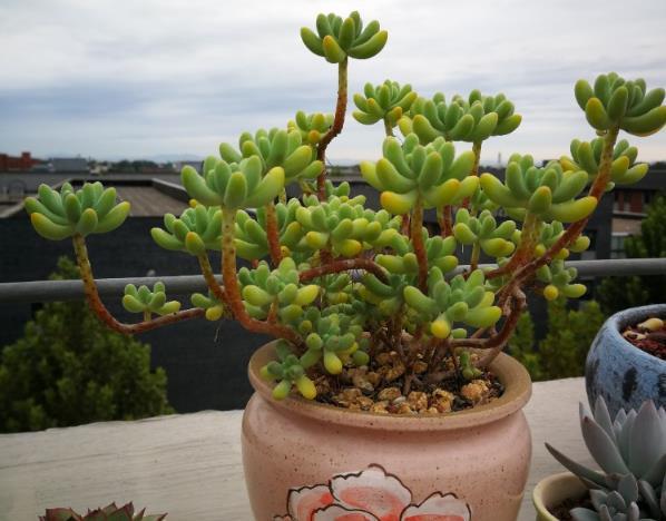 Are family-maintained succulent plants afraid of being caught in the rain? To maintain correctly, the longer the better, the more beautiful.