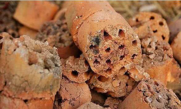 Put briquettes in the flowerpot, silk melon pulp is so good, loose and fertile, you don't have to change the pot for a year