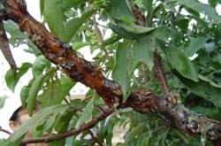 It is imperative to eradicate the gum disease of plum trees.