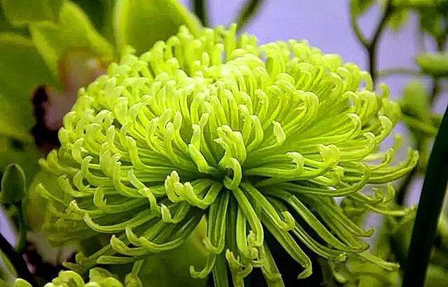 Only East Leather Chrysanthemum is cold-resistant.