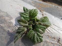 Anti-freezing of Spring Potato after emergence