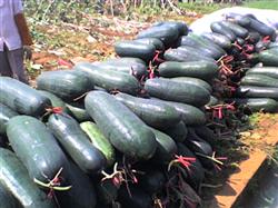 Key points of wax gourd cultivation in small arch shed in early spring