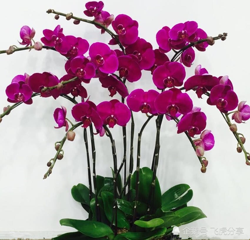 Phalaenopsis, rhododendron, orchid and other flowers can explode as long as they are used by beginners.