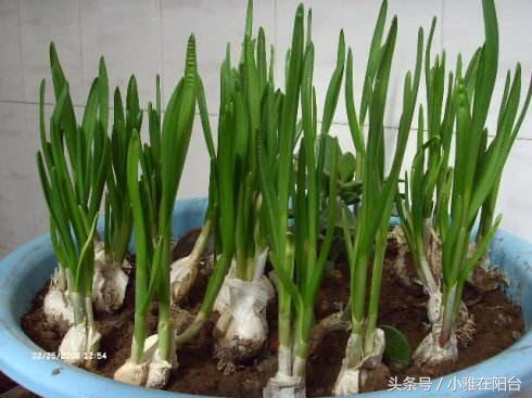 Planting a pot of garlic seedlings in autumn can grow a foot high in ten days, eat several stubbles and harvest garlic.