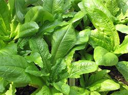 Matters needing attention for planting lettuce in small arch shed