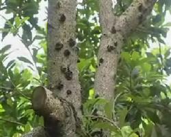 Several common diseases and insect pests affecting the tree potential of red bayberry