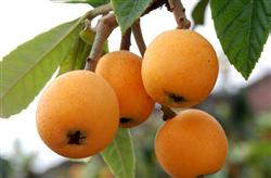 Technology of balanced fertilization for Loquat