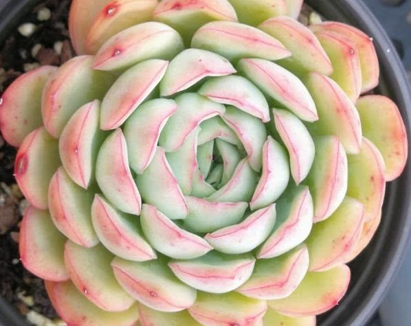 The leaves of succulent plants are prone to wither and blacken. Take good measures to be succulent and healthy.