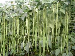 Cultivation techniques for High yield of Bean