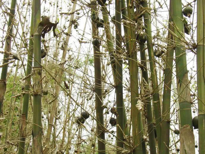 This wild fruit from India can only be eaten if it sprouts once every 50 years.